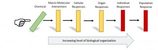 Dominos falling to represent Adverse Outcome Pathway relationships.