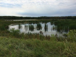 Picture of Wetlands 