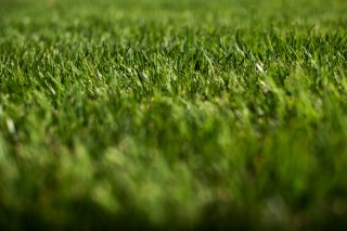 Image of Zenith Zoysiagrass at U.S. National Arboretum