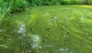 Harmful Algal Bloom