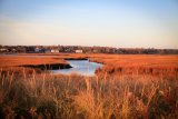 marsh in winter