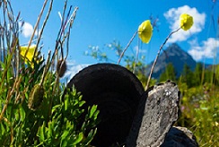 A rusty tin can discarded in a field of grass and yellow flowers