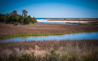 marsh land