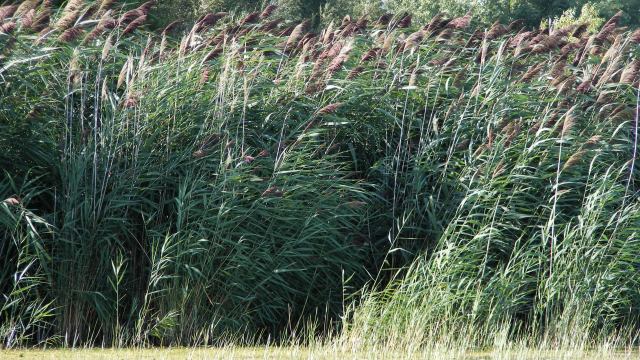 Phragmites blowing in the wind.