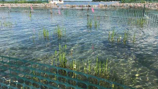 Grass Island plantings 