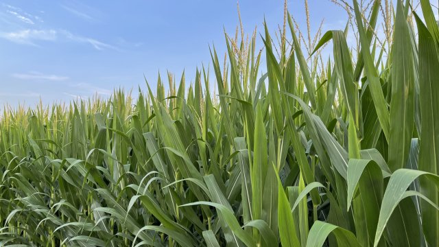 Corn crops in a field