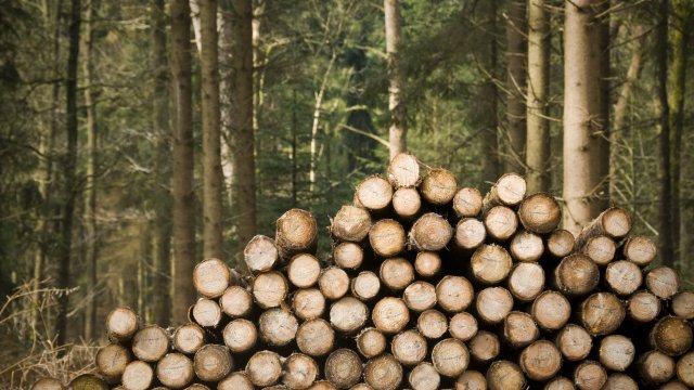 Chopped tree trunks in woods