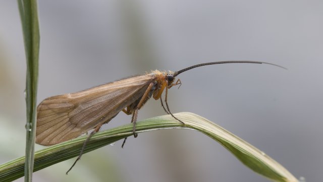 caddisfly on a reef over a river.