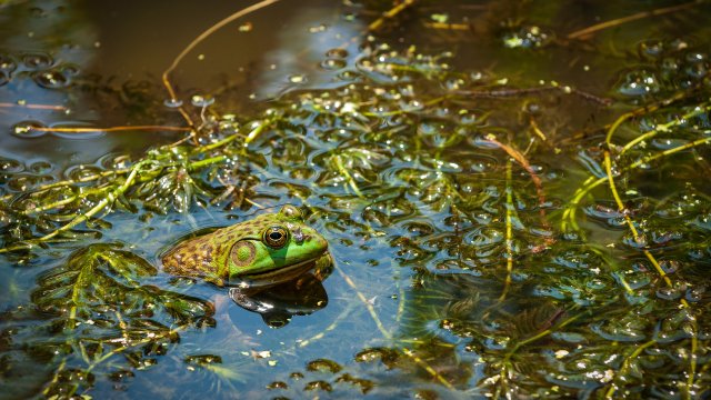 A frog sitting in water