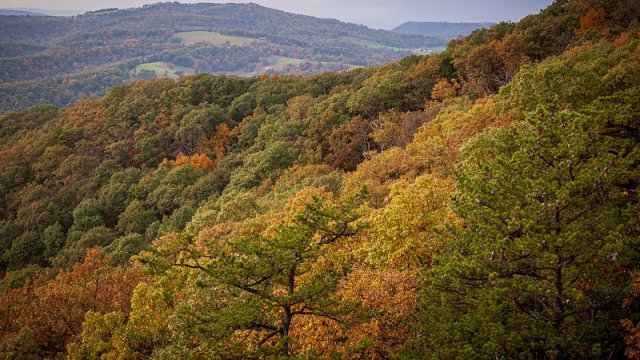 a picture of a fall forest