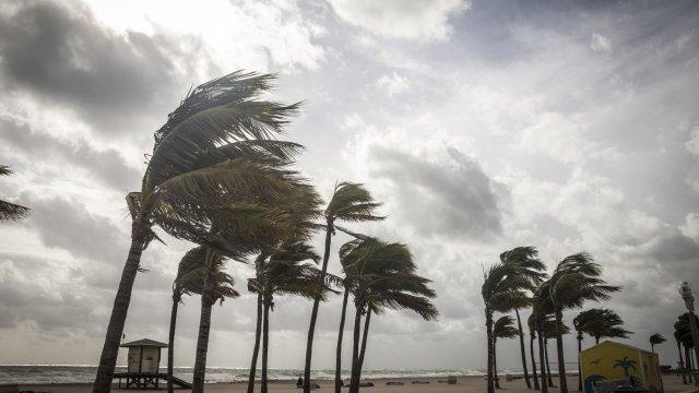 a line of palm trees along a beach in a storm