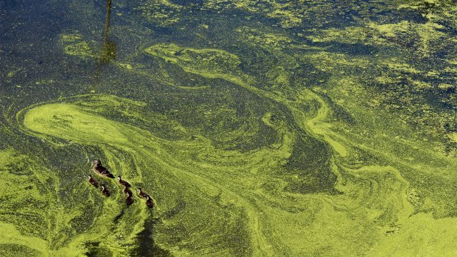 Green algae on the surface of a water body during a harmful algal bloom