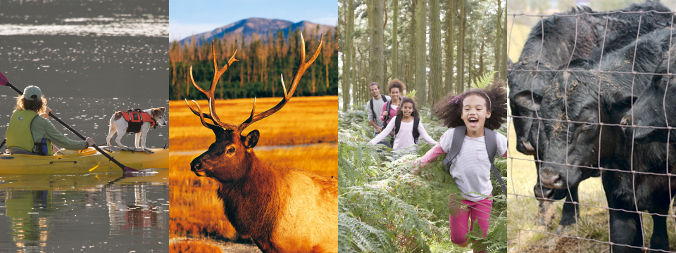 a woman kayaking with a dog, an elk with mountains behind it, a family hiking, and some cows