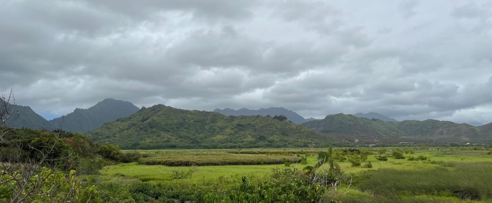 Kawainui Marsh 