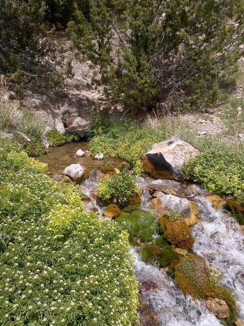 Nevada Marsh