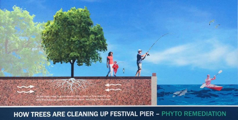 Figure 4: Image of Phyto Remediation (Credits: City of Pawtucket) How Trees are Cleaning Up Festival Pier - Phtyo Remediation