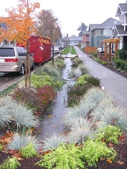 Rain garden