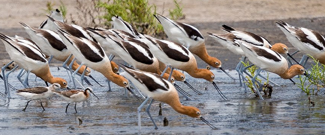 Estuary and plovers