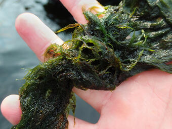 Images of cyanobacteria (top) and Cladophora (bottom). Source: Ohio State University and USGS 