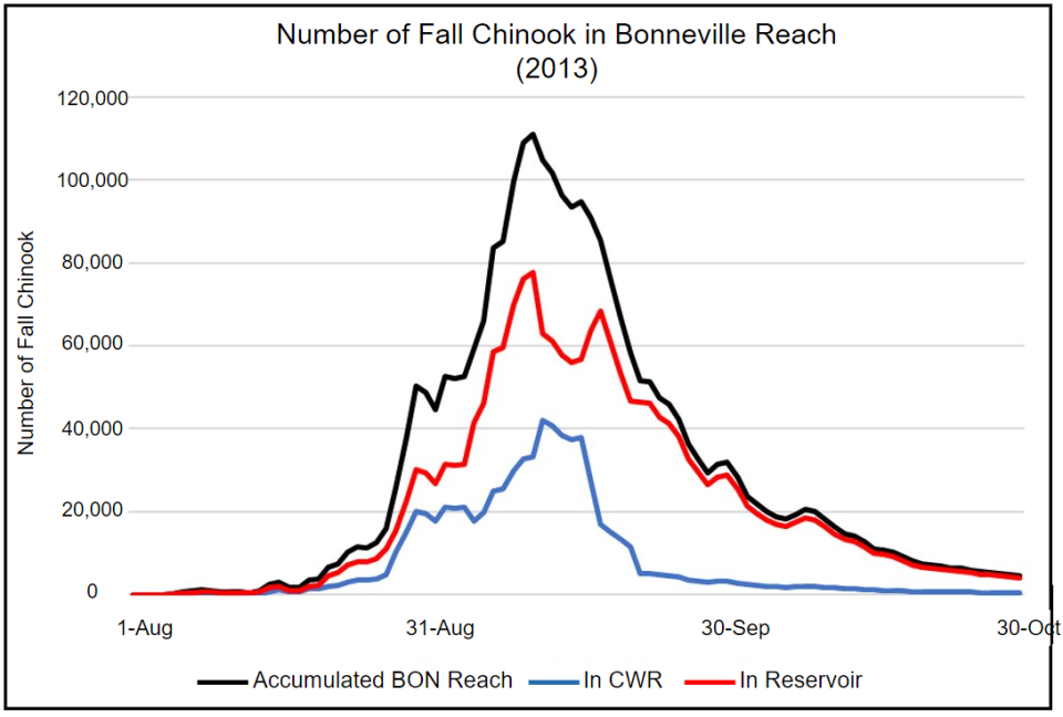 A plot of bell curves showing numbers of migrating fall chinook through time in the Bonneville Reach overall, and inside versus outside the Cold Water Refuges.