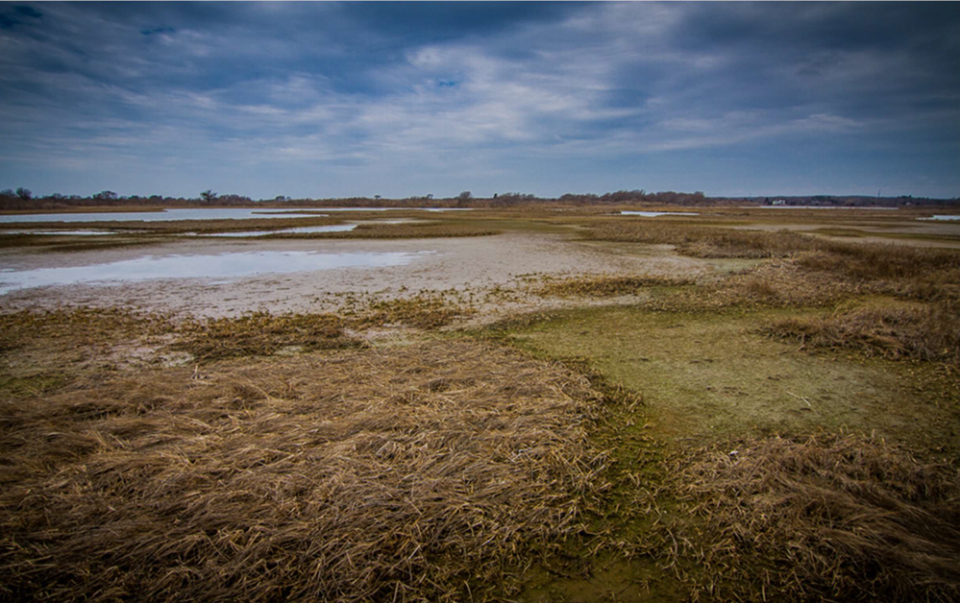 Marsh die-off in the Ninigret study area due to inundation stress.