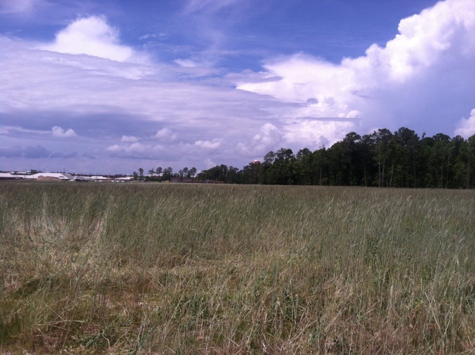 A grassy field and cloudy blue sky with trees and buildings in the background.