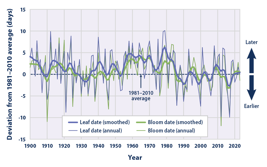 Line graph from 1900 to 2023 showing changes in the timing of when lilacs and honeysuckles grow their first leaves and flower blooms in the spring across the contiguous 48 states.