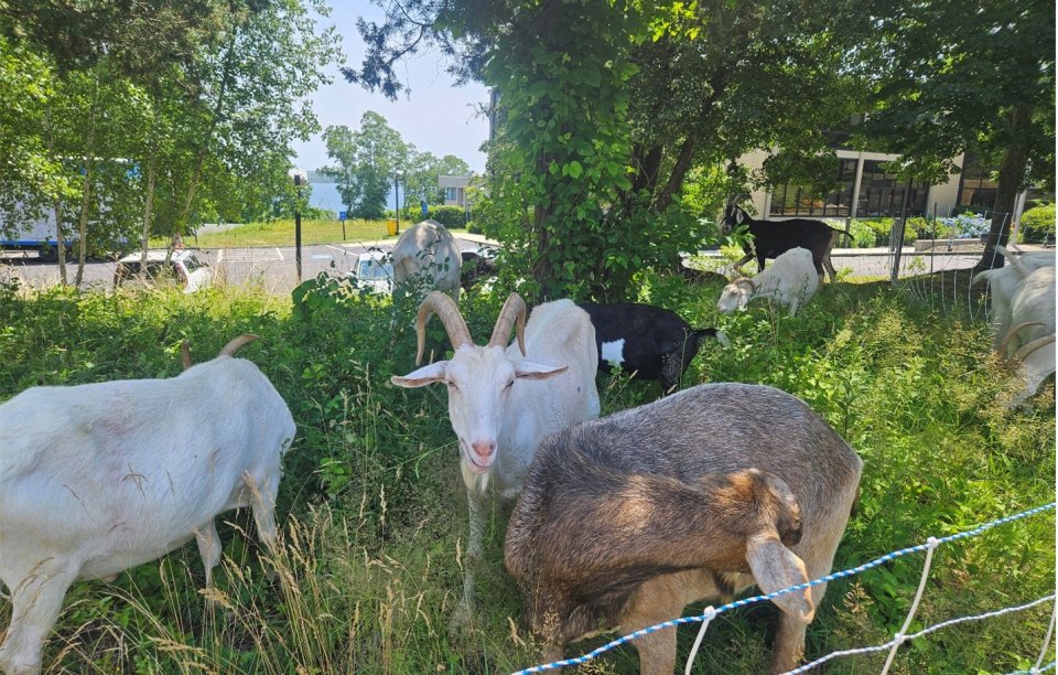 A few goats snacking on weeds behind a fence at EPA's Narragansett facility.