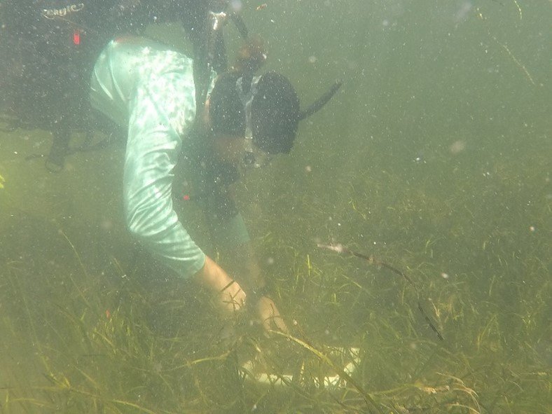 Jack Fujan (EPA Region 2/ERT Dive Team) assessed eelgrass reproductive and vegetative shoot density in Barnegat Bay, NJ.