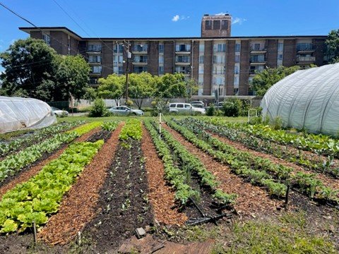 Vegetable beds amended with compost. Photo courtesy of ECO City Farms, Bladensburg, MD.