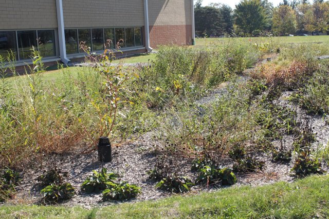 Rain gardens in Camden, New Jersey. 