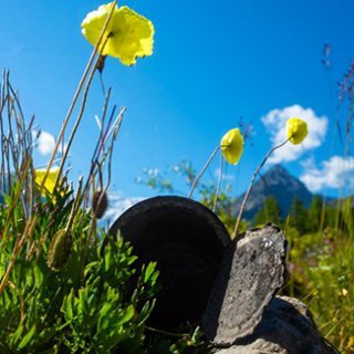 An old can in a field of flowers