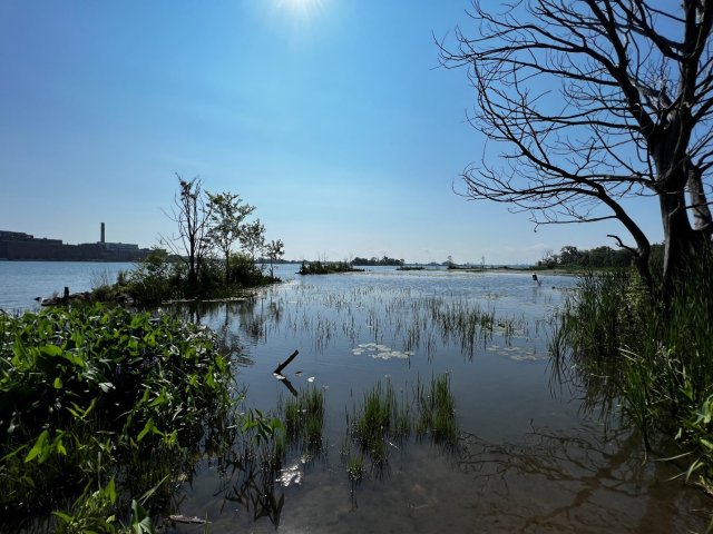 East River Marsh 