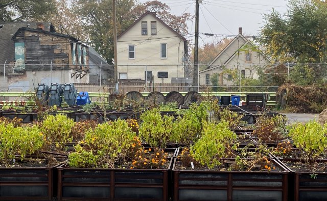 Image of urban garden with houses in the background