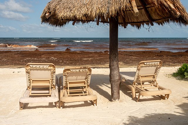 Sargassum on beach