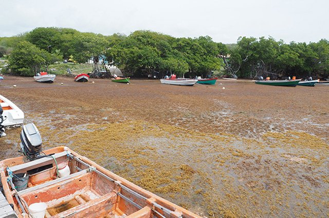 sargassum boats