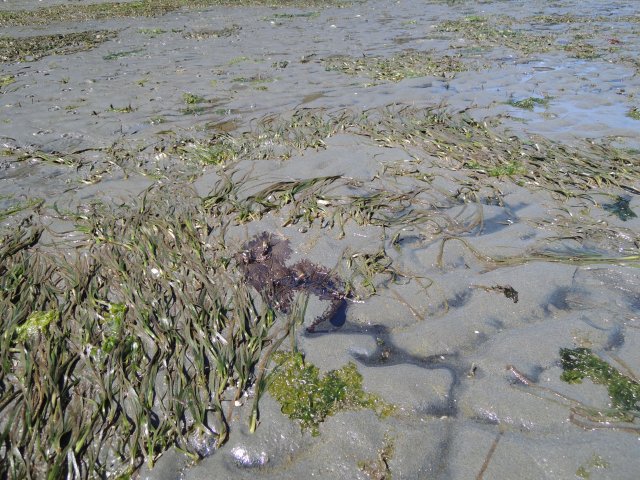 Brown creosote seen seeping from East Beach at low tide.