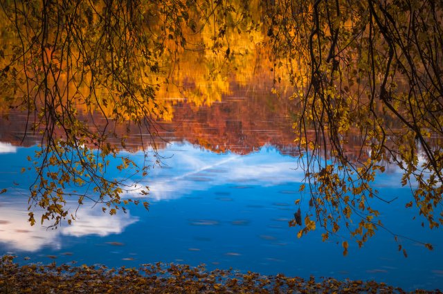 water and trees during autumn