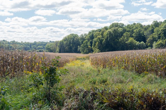 Figure 17. A grassed waterway in a corn field in Indiana.