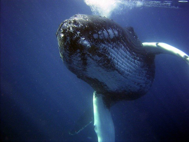 A whale swims in the ocean