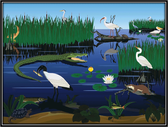 SeqAPASS graphic depicting many different species in a wetland environment including birds, fish and reptiles.