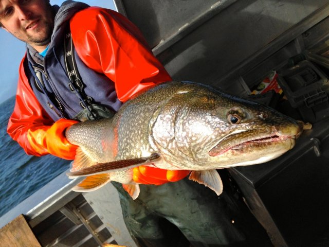 Lake trout caught at the Keweenaw Point Lake Superior sampling site. Photo Credit: Bill Mattes.