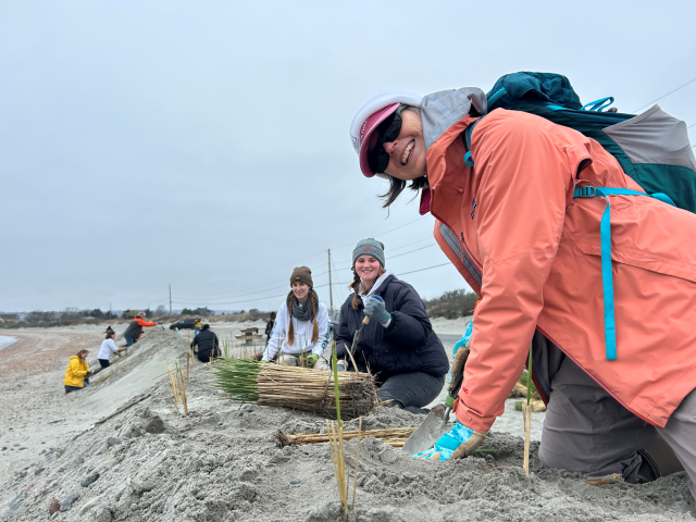 Dr. Cathy Wigand (foreground), and Oak Ridge Associated Universities Research Participants with EPA Sara Miller (center) and Alexandra Beardwood (left), along with Save The Bay volunteers, plant beach grass at Fogland Beach, R.I. Cathy, Sara, and Alexandra helped plant 11,000 beach grass plants on a single day in spring 2024 at Fogland Beach.  -Photo credit: Wenley Ferguson (Save The Bay)