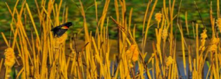 bird in wetland