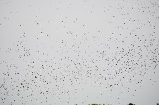 Purple Martins above Grass Island