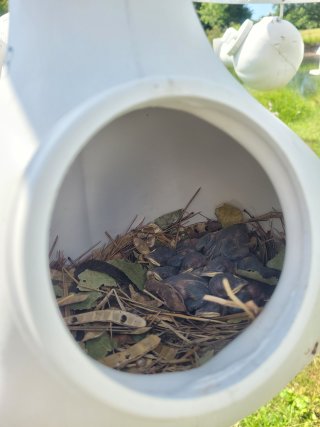 Purple martin nestlings, Beaver Island State Park, Niagara River. Photo Credit: Amy Roe