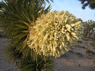 Joshua tree in bloom