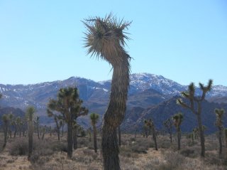 Joshua tree