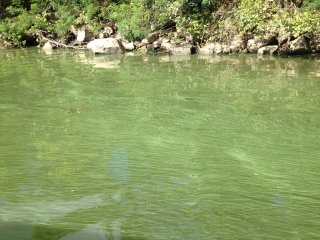 bloom on the ohio river in 2015