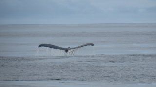 Humpback whale